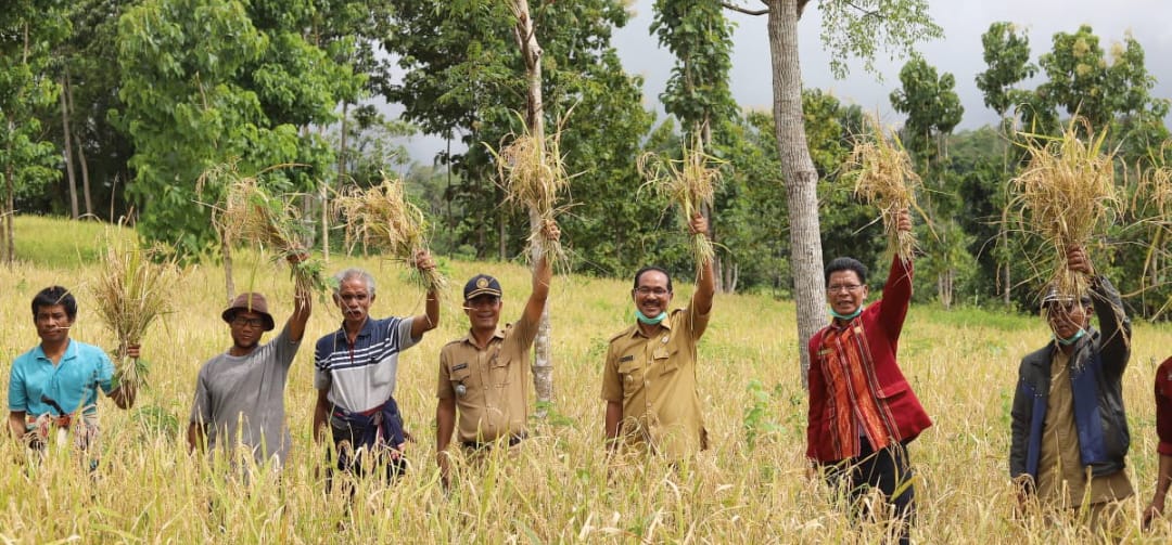 Bupati Paulus Dan Ketua DPRD Sumba Tengah Panen Padi Ladang Di Waimanu