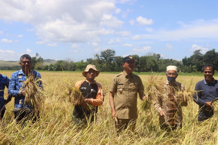 Bupati Paulus Panen