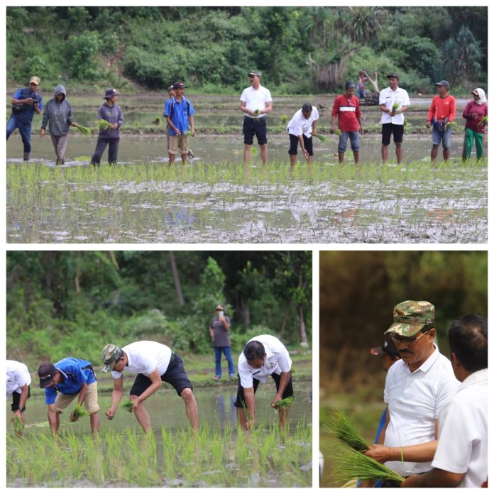 Bupati Sumba Tengah tanam padi